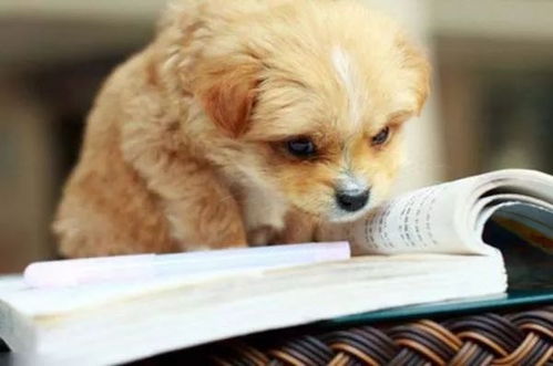 宠物服务产业中的商机 掘金爱宠经济新蓝海