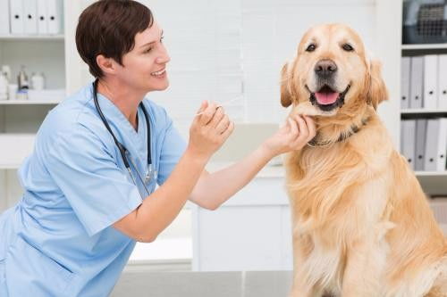 深圳福田区下沙夜间营业宠物医院急诊服务指南