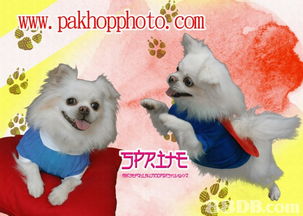 香港沙田禾輋商场百合照相馆 专业宠物摄影服务