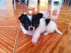 探索hk 88db.com 一站式宠物服务平台