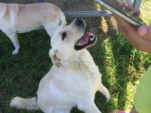 东恒时代家庭式寄养 为宠物狗狗打造长期假日养老家园的北京专业服务