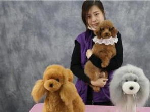 图派多格 重庆宠物服务一站式解决方案