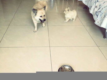 肉丁mama的贴心家庭宠物寄养 为北京宠物主人分忧