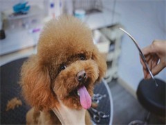 大连专业宠物训练与服务指南