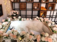 保定宠物服务机构 全方位守护您的爱宠健康与幸福