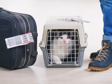 淮安宠物托运服务全攻略 专业、安全与便捷的选择