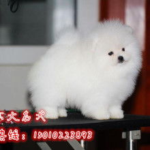 2019宠物市场定价与批发服务指南