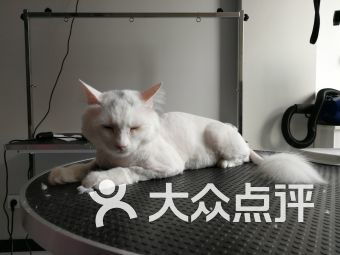 密云区宠物食品用品与宠物服务全攻略