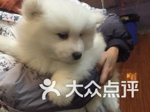 成都双楠宠物服务 关爱宠物，呵护家庭伙伴